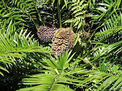 CairnsTC022 Jardin Botanique 022